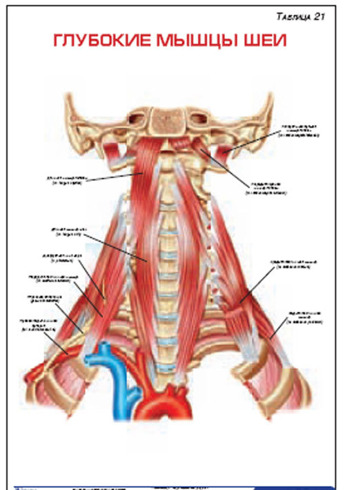 Плакат “Глубокие мышцы шеи” (800*1100)