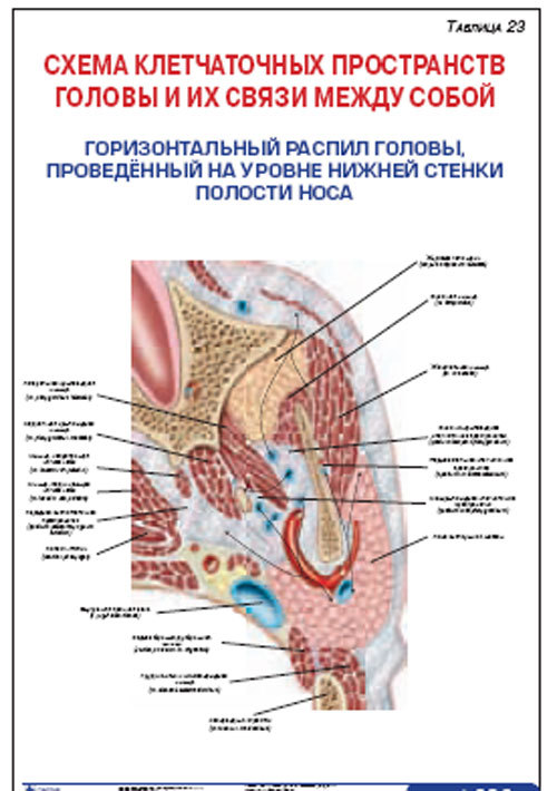 Плакат “Схема клетчаточных пространств головы и их связи между собой. Горизонтальный распил головы, проведенный на уровне нижней стенки полости носа”
