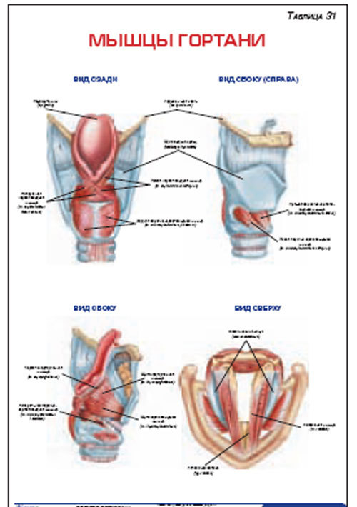 Плакат “Мышцы гортани” (800*1100)