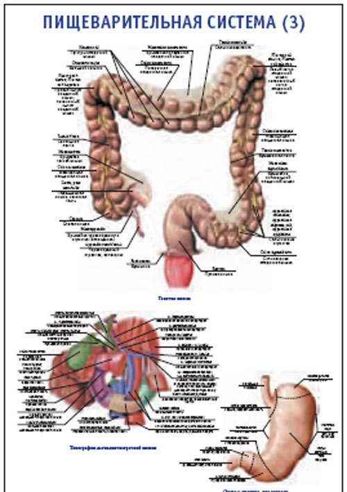 Плакат “Пищеварительная система 3” (800*1100)