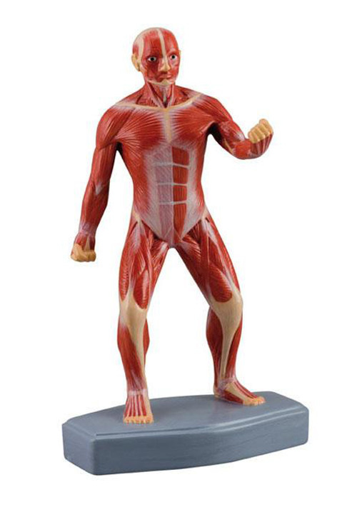 Мини-фигура с мышцами на подставке