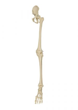 Модель скелета ноги