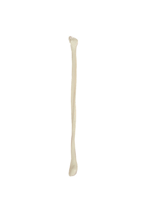Малая берцовая кость