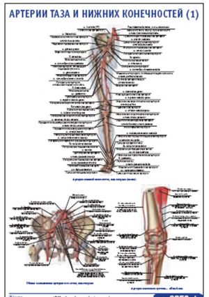 Артерии нижних конечностей фото