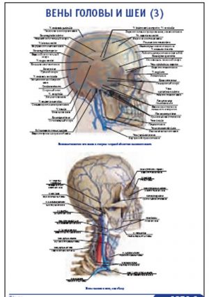 Вены головы и шеи картинки