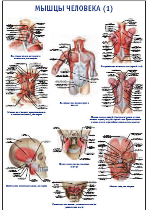 Плакат “Мышцы человека 1” Pg0030