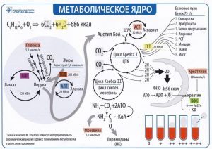 Метаболическое ядро. Интегративная схема метаболизма. Формат А4