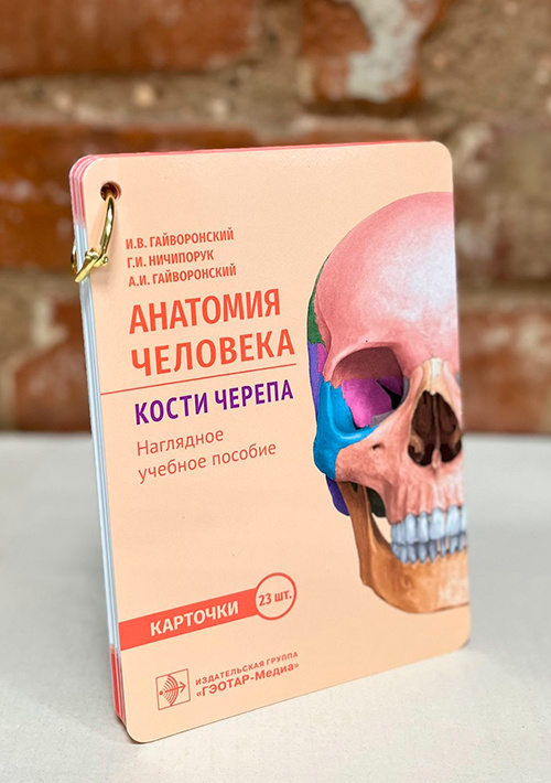 Анатомия человека. Кости черепа. Карточки