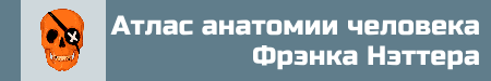 Копия Не знаете где найти медицинскую книгу (7)