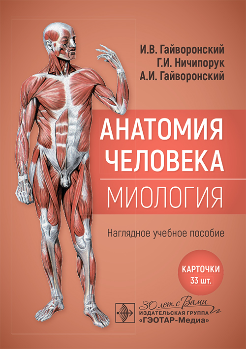 Анатомия человека. Миология. Карточки. Наглядное учебное пособие