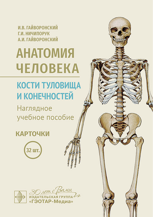 Анатомия человека. Кости туловища и конечностей. Карточки. Наглядное учебное пособие